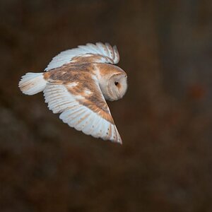 Frosty Morning Barn Owl