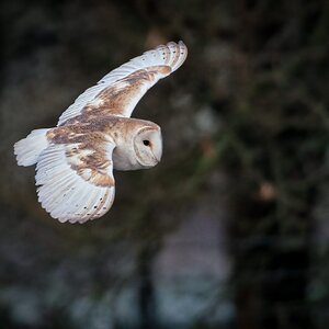 Frosty Morning barnowl
