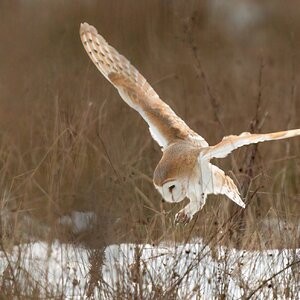 Barn Owl (tyto Ala )