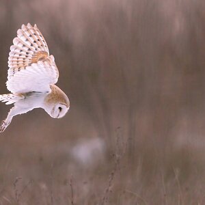 Barn Owl (tyto Ala )