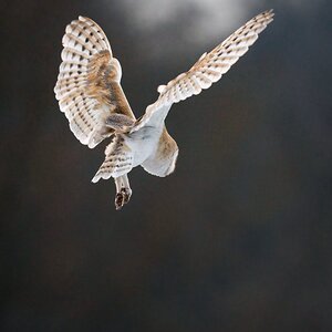 Barn Owl (tyto Ala )