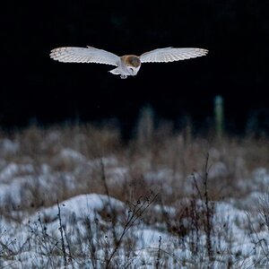 Barn Owl (tyto Ala )