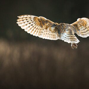 Barn Owl (tyto Ala )