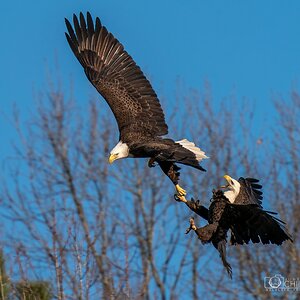 2BFEA797-536C-456D-9DF8-63A4CA58745D.jpeg