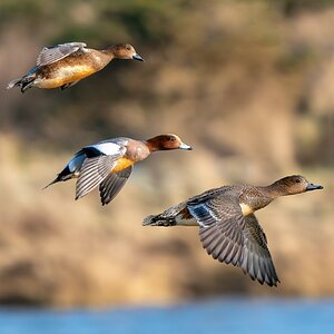 Three Ducks .jpg