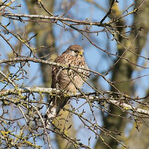 Kestrel