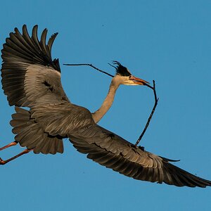 Grey Heron (55 of 77).jpg