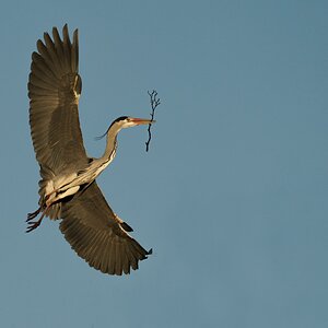 Grey Heron