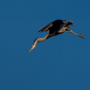 Grey Heron (7 of 94).jpg