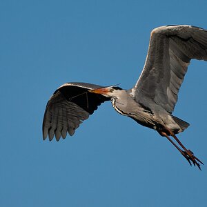 Grey Heron (32 of 94).jpg