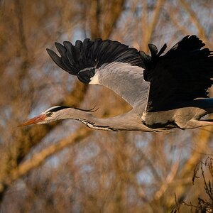 Grey Heron (93 of 94)-Edit.jpg