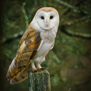 Barn Owl (tyto Alba )