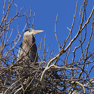 Female Heron on her nest