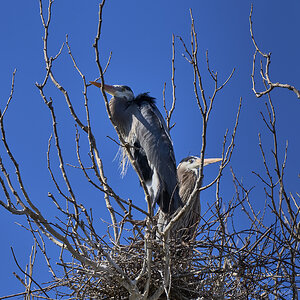 Heron pair on their nest