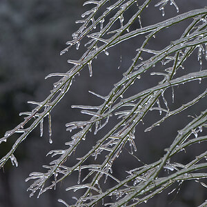 Iced tree patterns