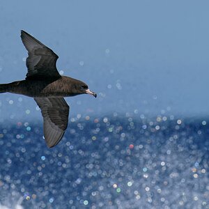 Flesh-footed Shearwater a 6.jpg