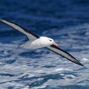 Black-browed Albatross IF (9).jpg