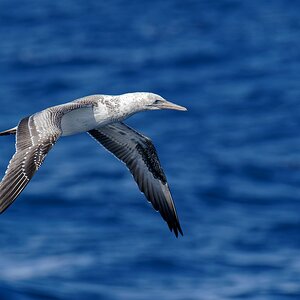 Australasian Gannet IF IMM (9).jpg