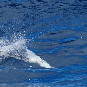 Australasian Gannet diving juv 1.jpg