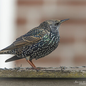 A7404748-Verbeterd-NR.jpg
