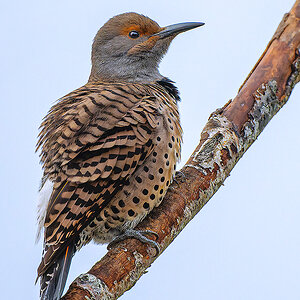 Northern-Flicker-2_DSC2151.jpg