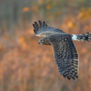 -Northern-Harrier-2698.jpg