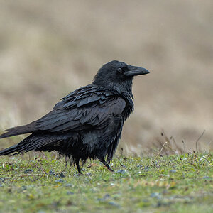 Raven-2078.jpg