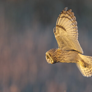 Short-eared Owl-2344.jpg