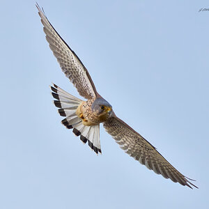 kestrel 2024 7 (17).jpg