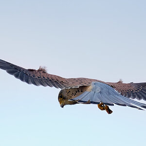 kestrel 2024 1 (59).jpg