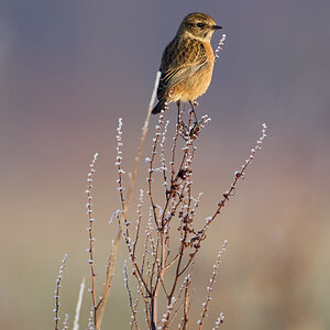 stonechat 2025 1.jpg