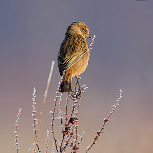 stonechat 2025 2.jpg