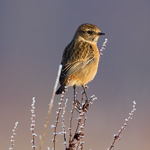 stonechat 2025.jpg