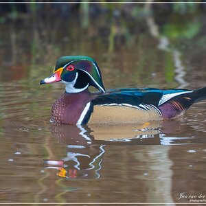 A7406410-Verbeterd-NR.jpg