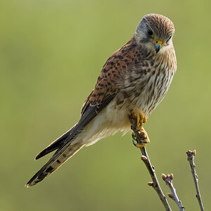 kestrel 2025 219.jpg