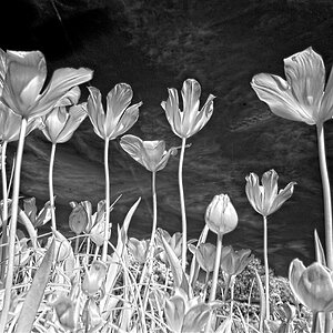 DSC04162tulips.jpg