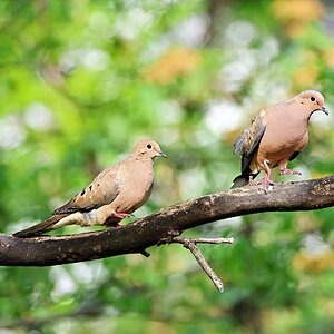 Doves2.jpg