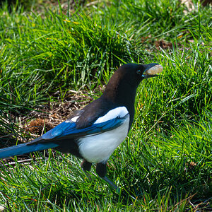 magpie with peanut-2.jpg