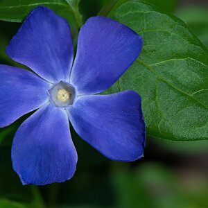 Springtime Beauty.jpeg