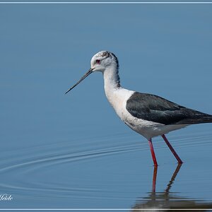 A7402230-Verbeterd-NR.jpg