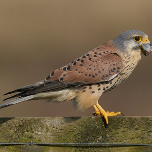 kestrel 2025 179.jpg