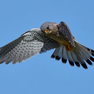 kestrel 2025 189.jpg