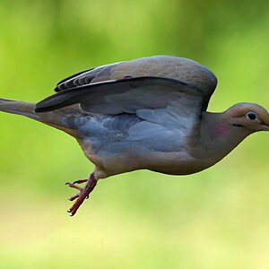 Dove7sm.jpg