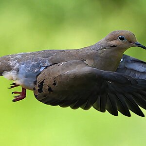 Dove8sm.jpg