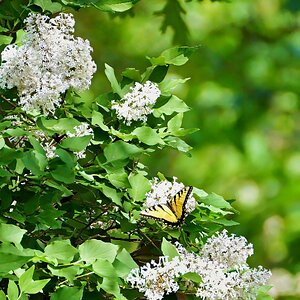 SwallowTail.jpg