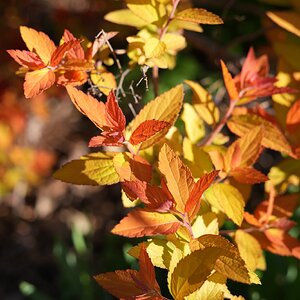 DSC00041.jpg
