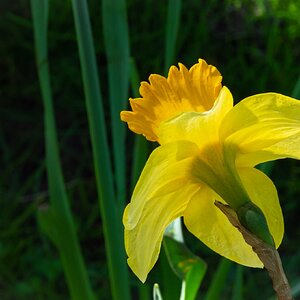 daffodil in the sun-2.jpg