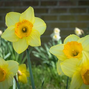 daffodils-3.jpg