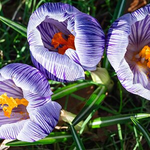 crocus-2.jpg