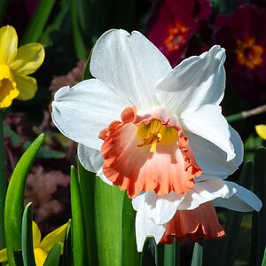 daffodils-5.jpg